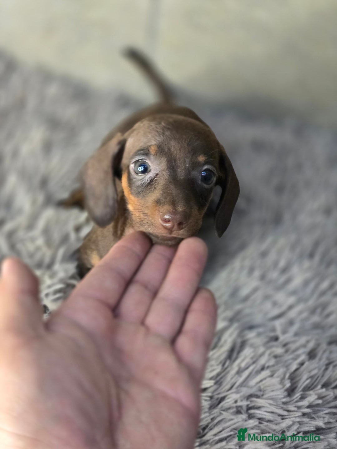 Teckel Miniatura perros en venta: Teckel chocolate inigualables  - Imagen 4