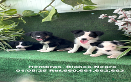 Border Collie perros en venta: BORDER COLLIE hembras - Imagen 12