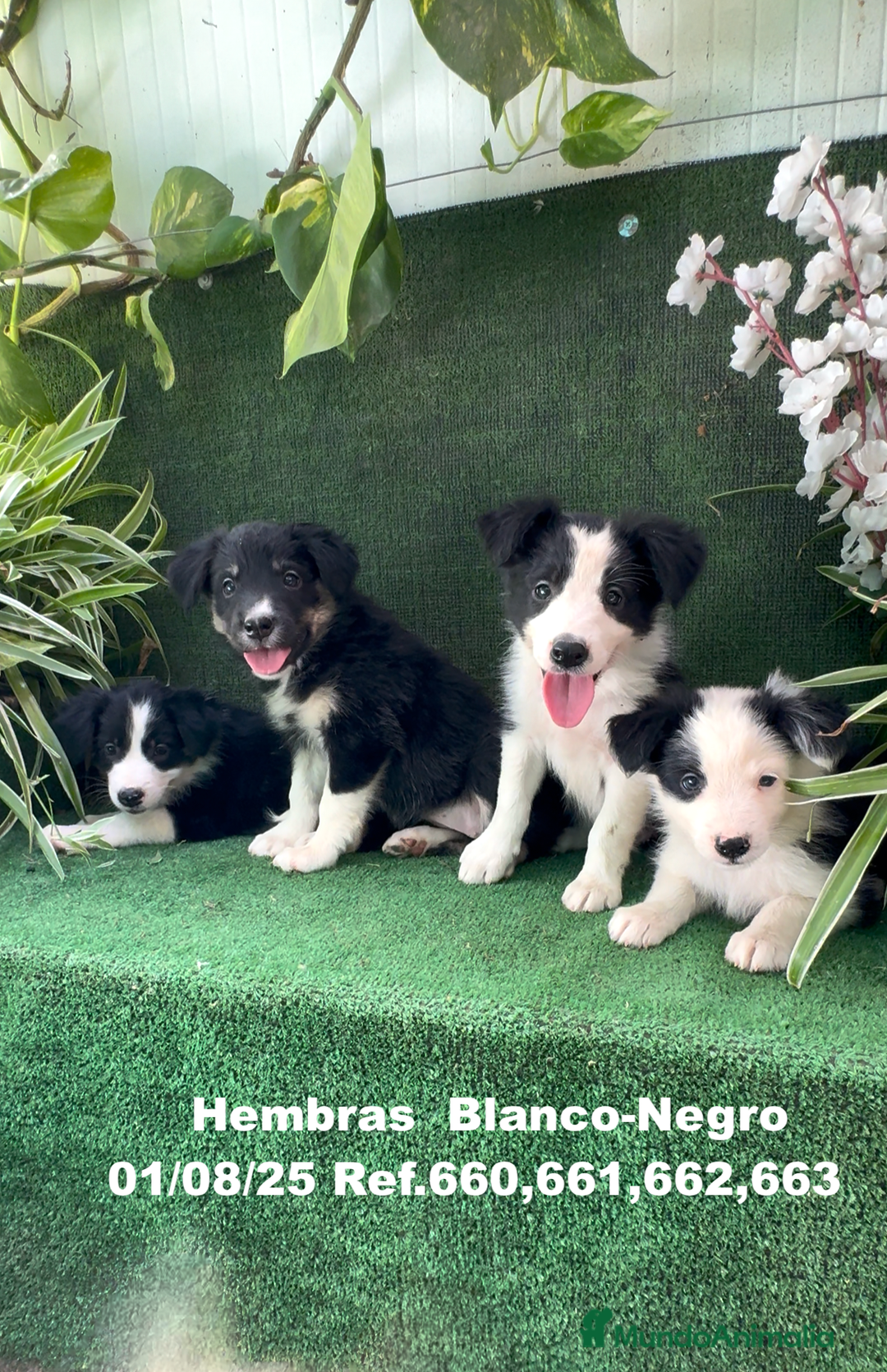 Border Collie perros en venta: BORDER COLLIE hembras - Imagen 12