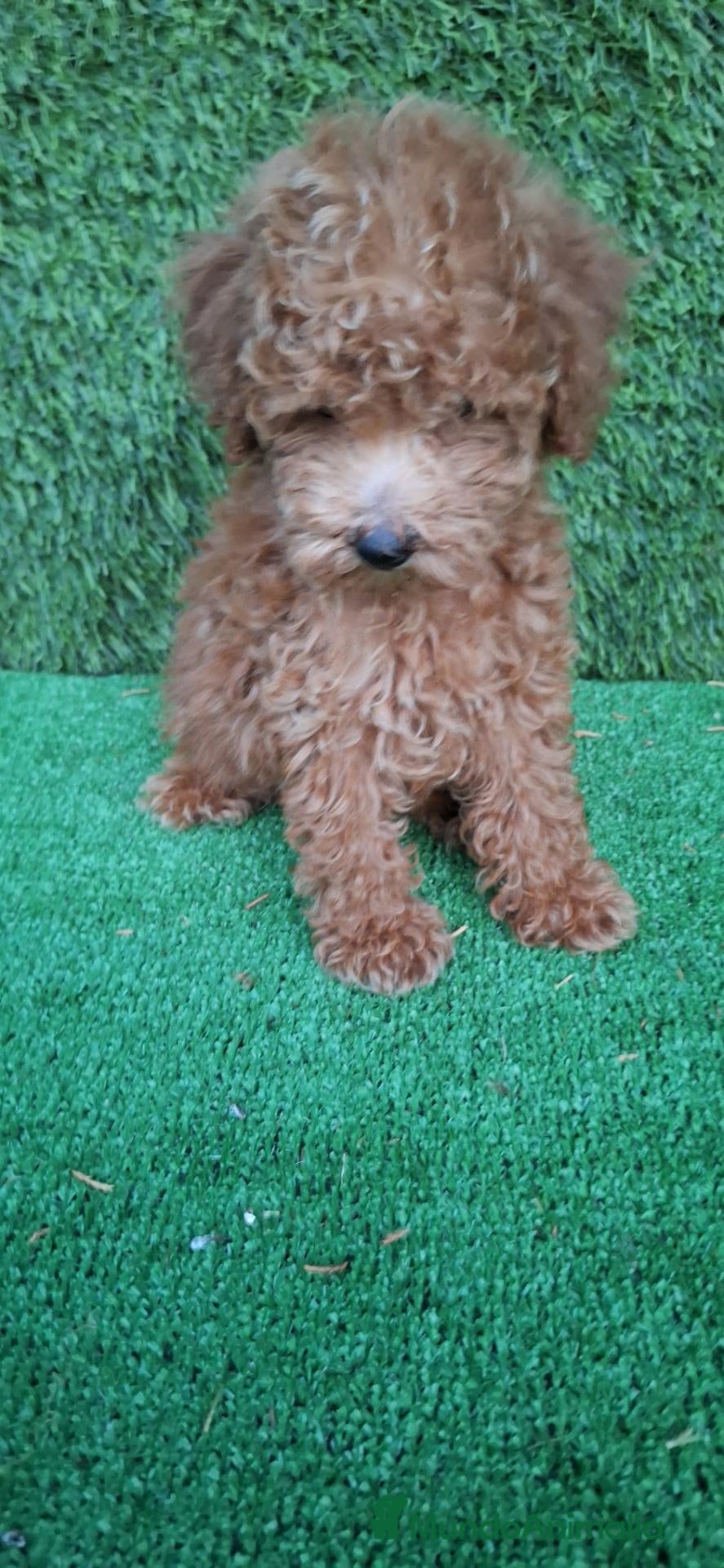 Caniche Toy perros Caniches toy  - Anuncio 1