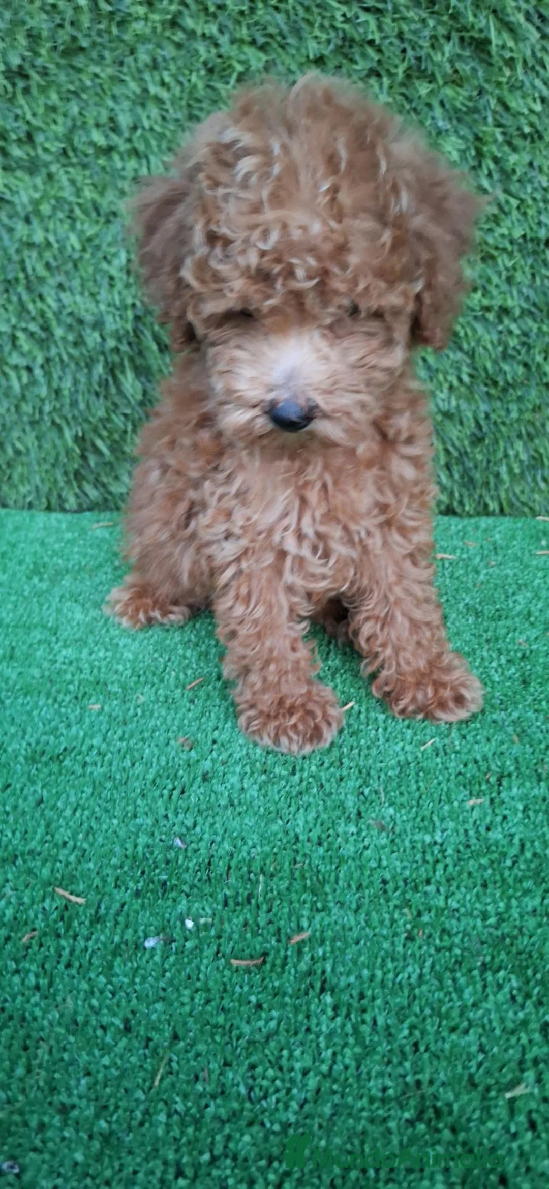 Caniche Toy perros en venta: Caniches toy  - Anuncio 1