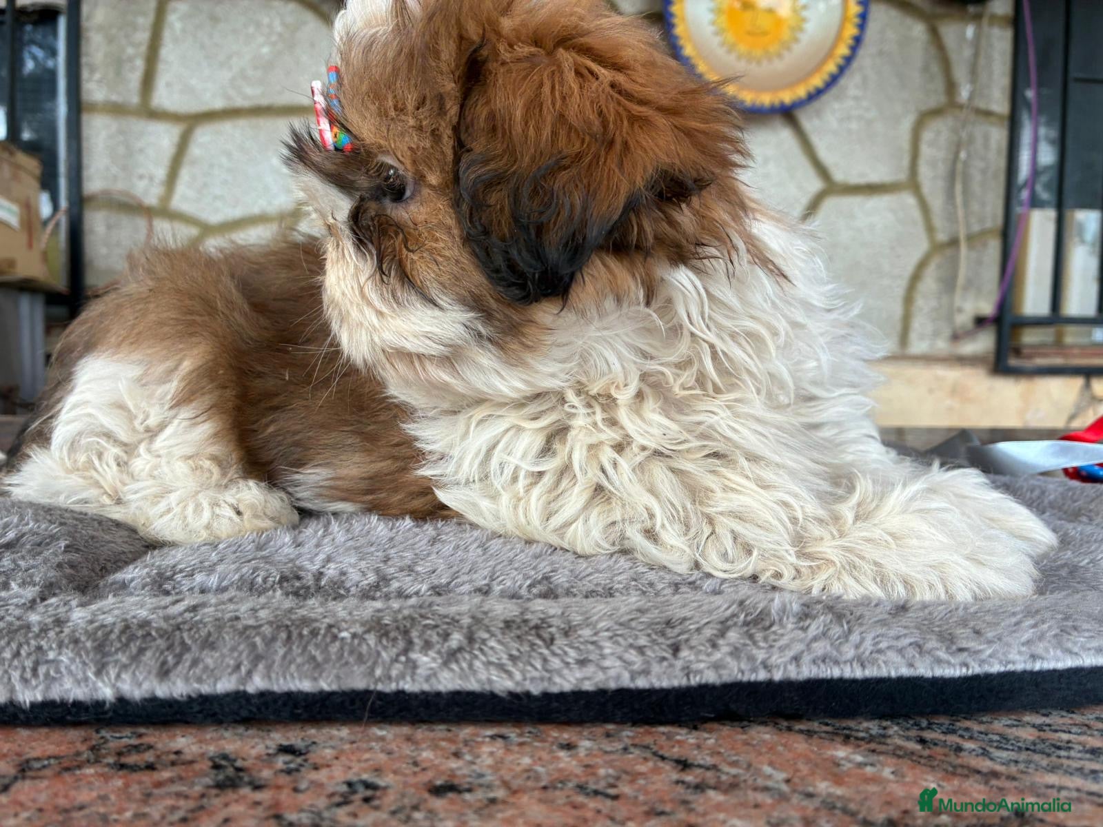 Shih Tzu perros Machitos de shihtzu - Anuncio 2