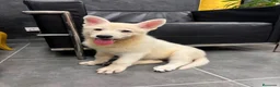 Pastor Blanco Suizo perros en venta: HEMBRA PASTOR SUIZO PELO CORTO - Anuncio 1