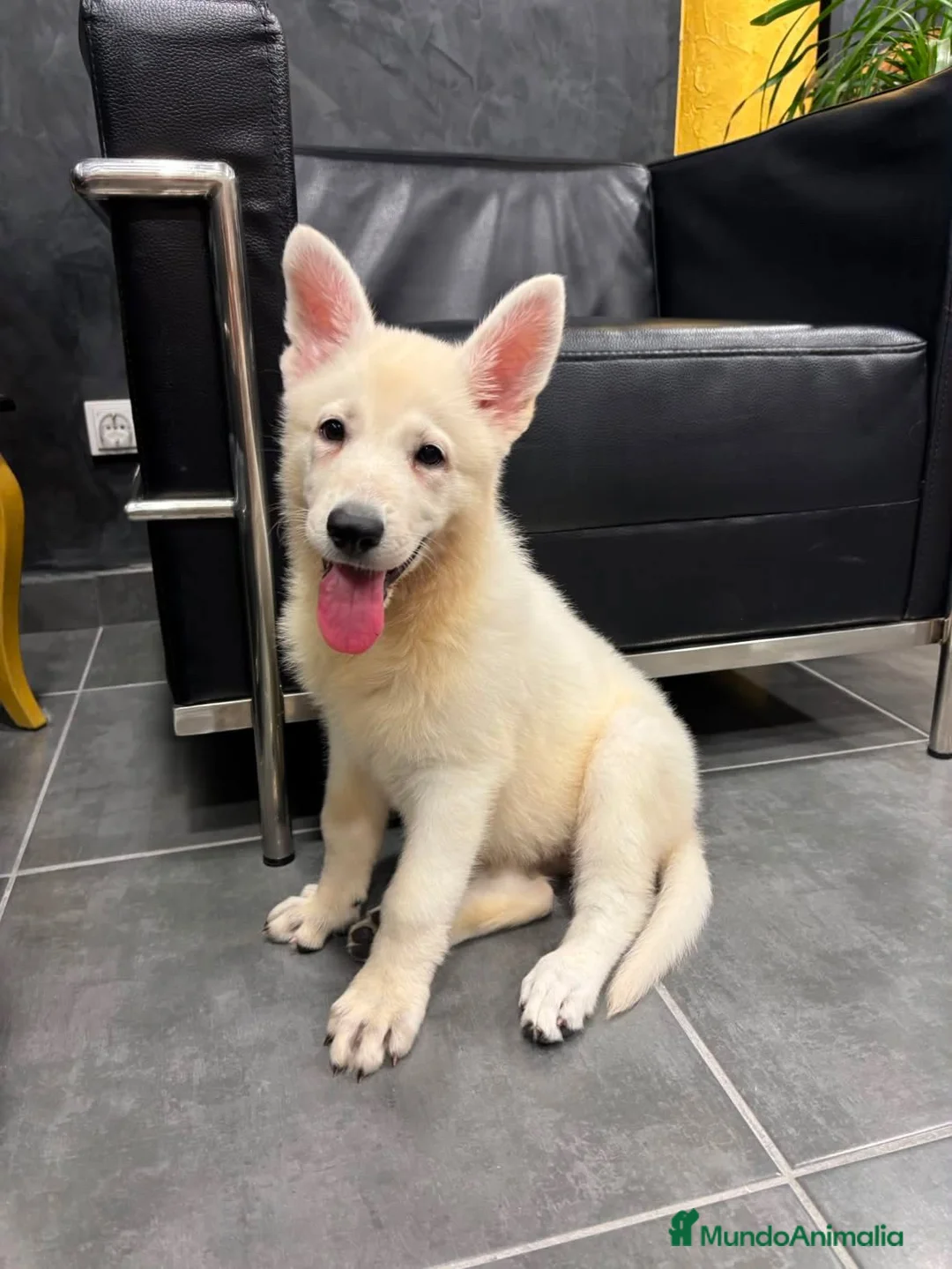Pastor Blanco Suizo perros en venta: HEMBRA PASTOR SUIZO PELO CORTO - Anuncio 1