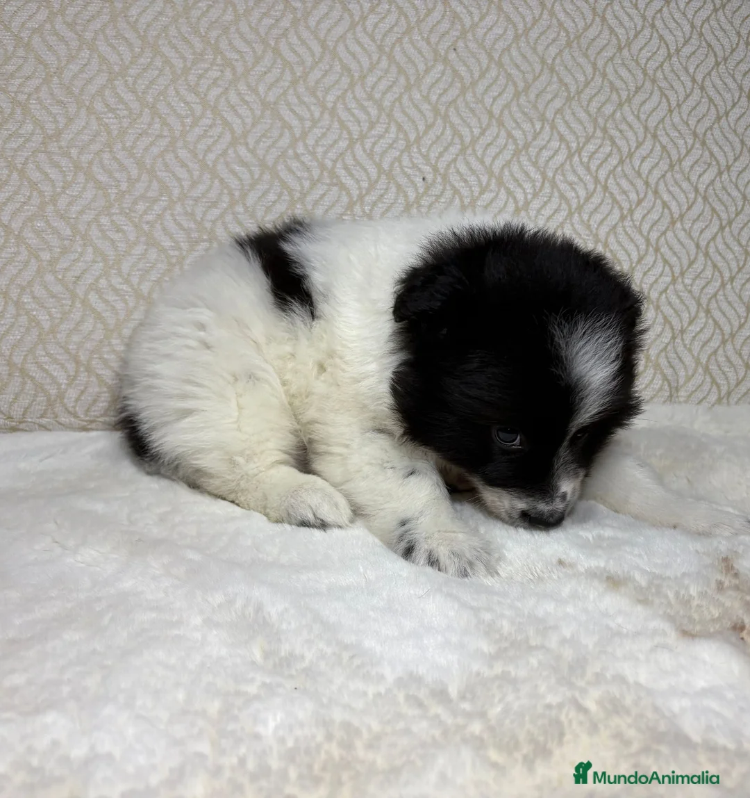 Border Collie perros en venta: Border collie macho precioso  - Anuncio 22