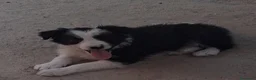 Border Collie perros en venta: Cachorros de border collie - Anuncio 6