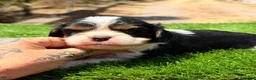 Cavalier King Charles Spaniel perros en venta: CAVALIER BLENHEIN Y TRICOLOR DISPONIBLES - Anuncio 6