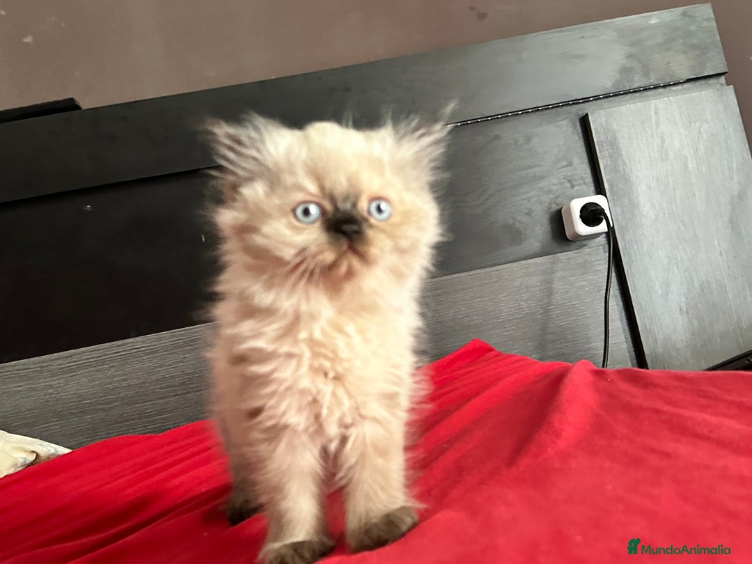 Persa gatos en venta: Gatitos persas chatos - Imagen 2