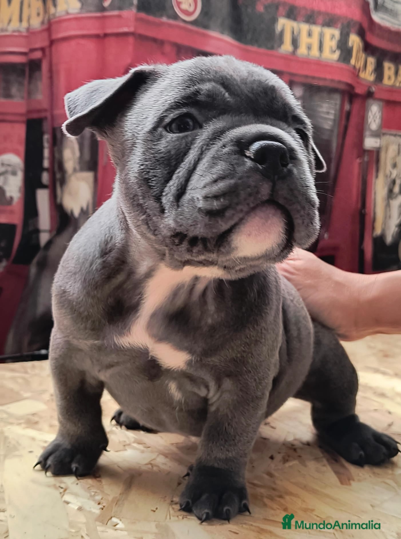 American Bully perros American bully exotic  - Anuncio 7