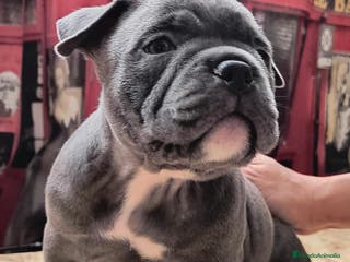 American Bully perros American bully exotic - Anuncio 7