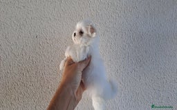 Bichón Maltés perros en venta: Bichon Maltes Mini  - Imagen 2