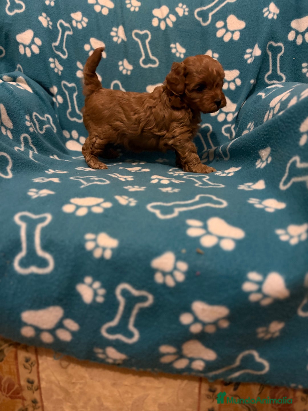 Caniche Toy perros en venta: Caniche rojo - Anuncio 7