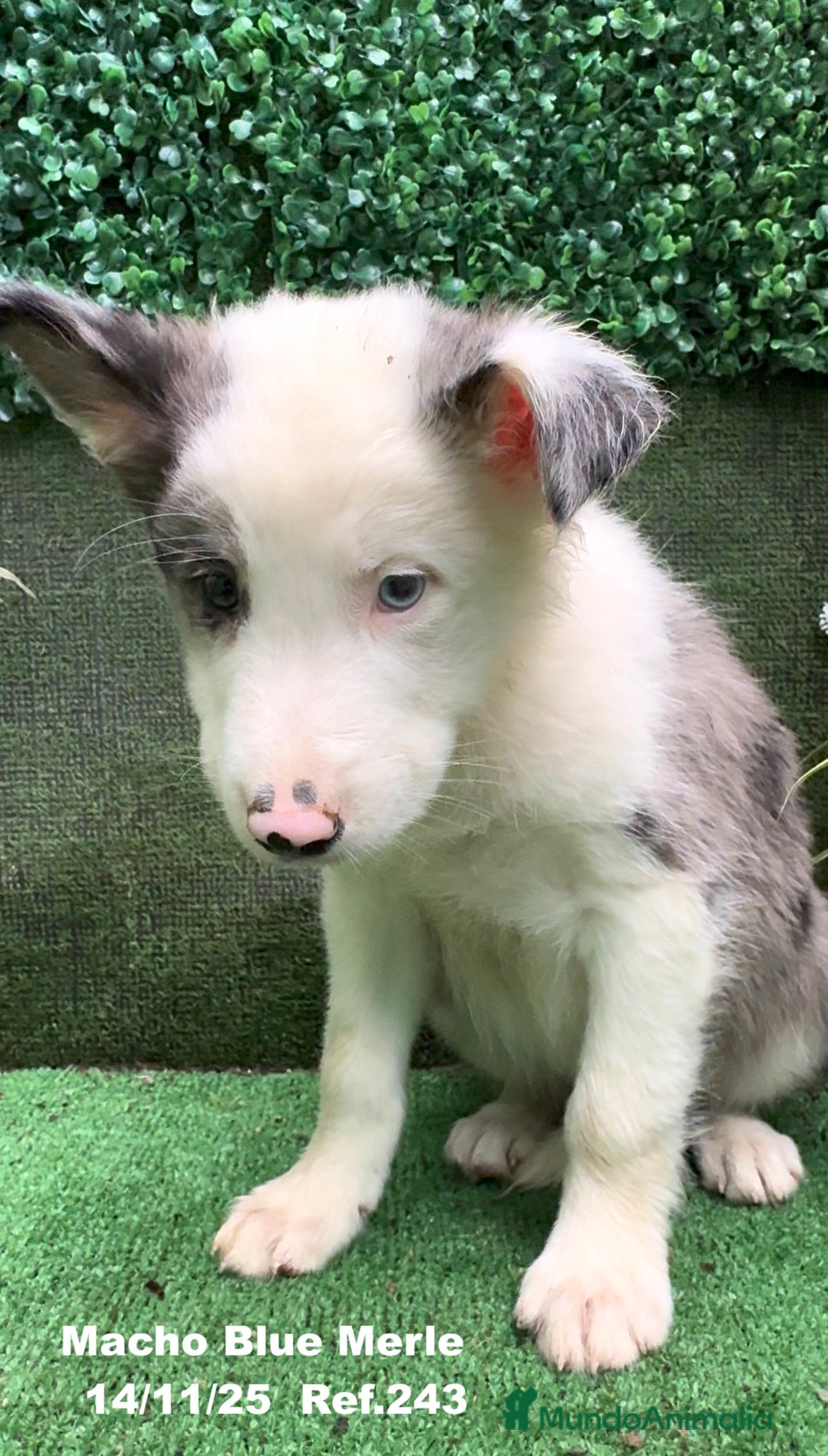 Border Collie perros en venta: Border Collie De Villa Biznaga - Anuncio 24
