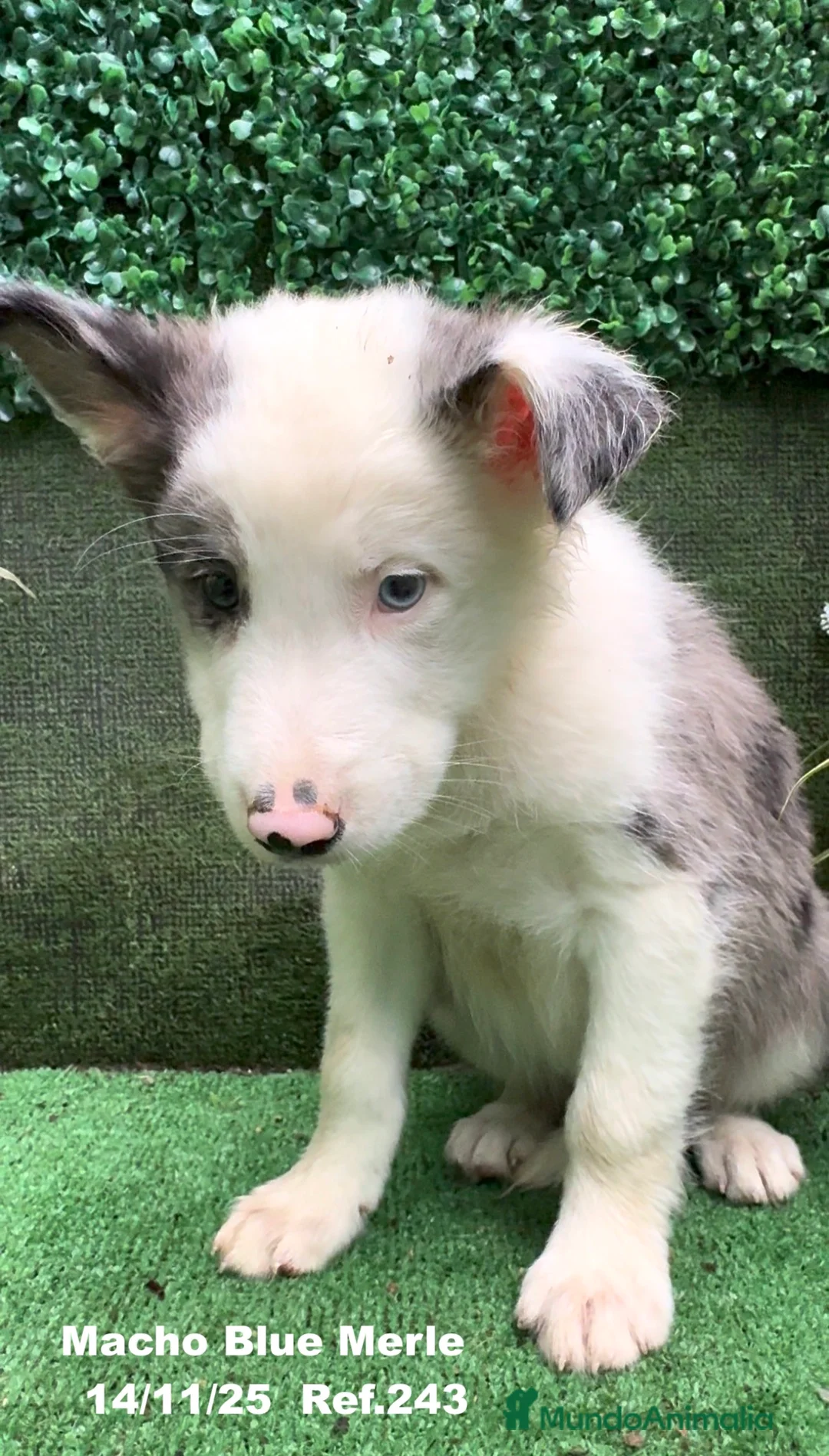 Border Collie perros en venta: Border Collie De Villa Biznaga - Anuncio 24