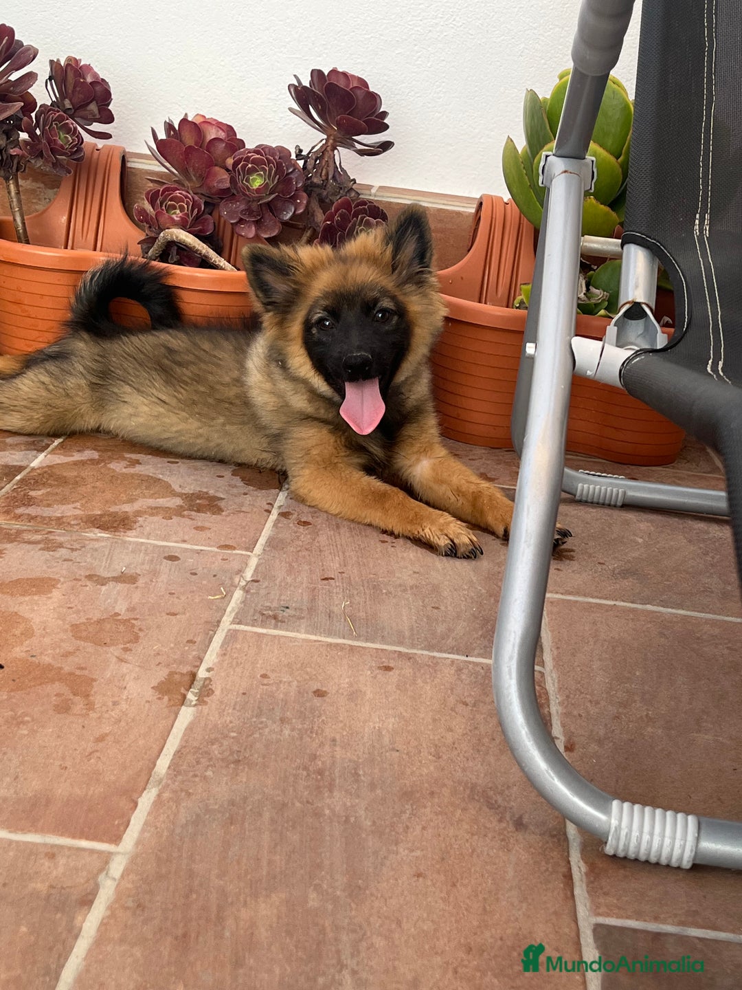 Pomerania perros en venta: Spitz alemán  - Imagen 4