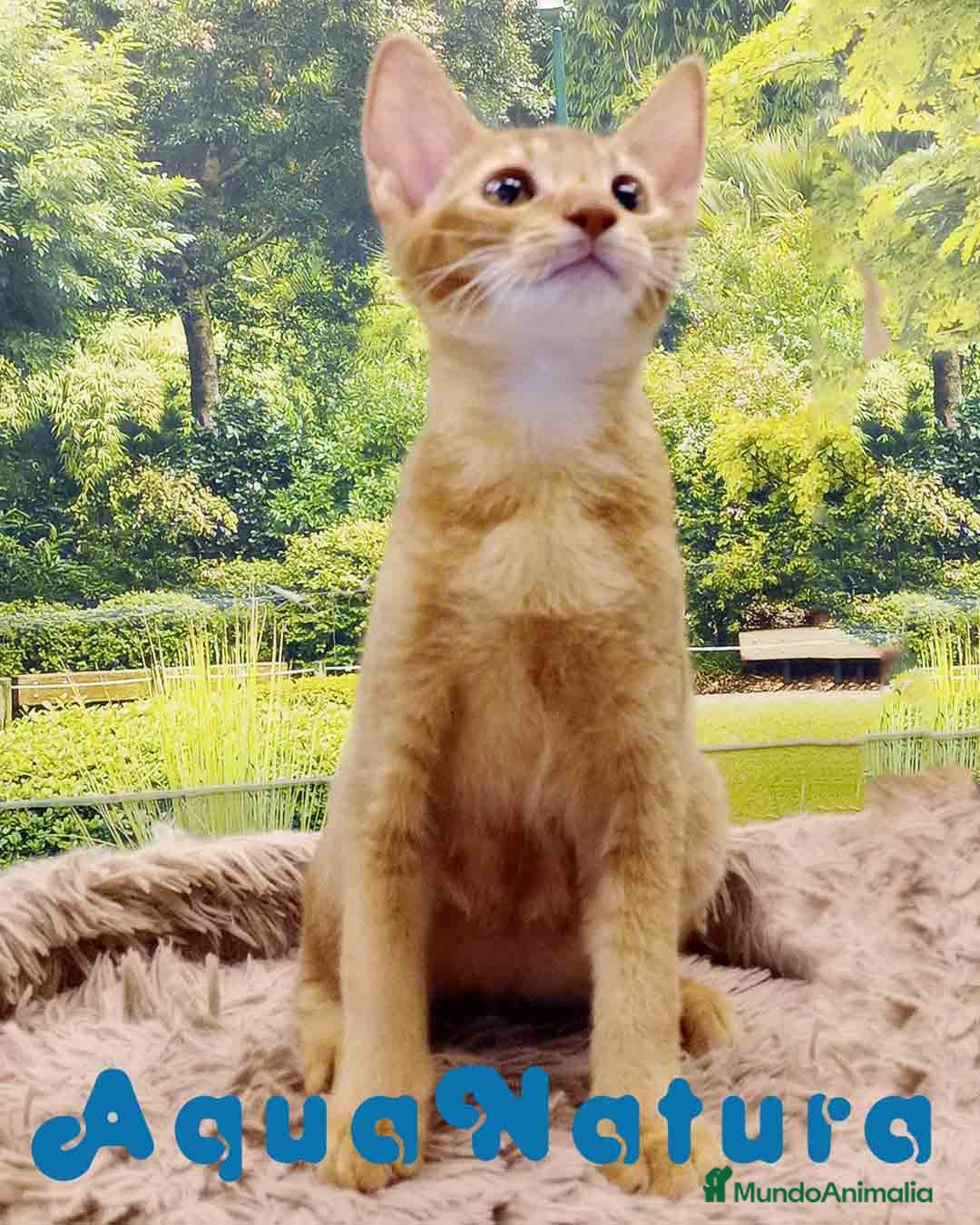 Abisinio gatos Abisinio Macho de Santa 4174 - AQUANATURA en Barcelona - Anuncio 2