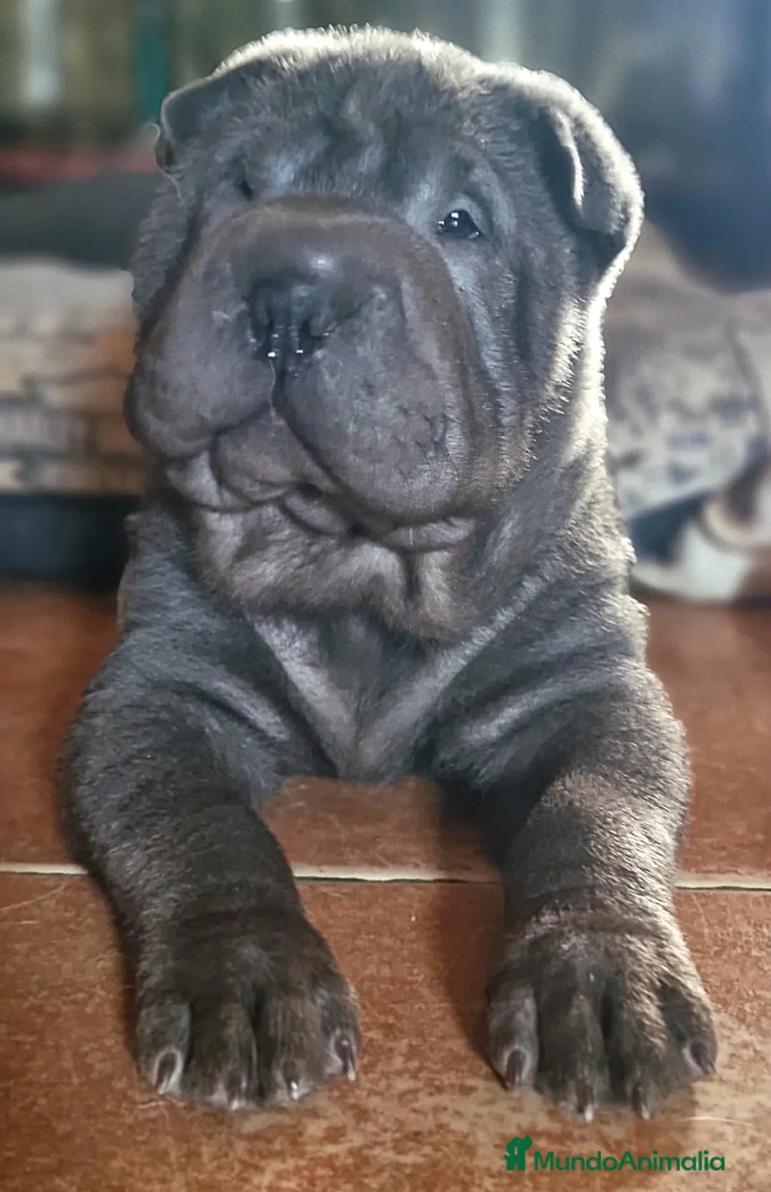 Shar Pei perros en venta: BEBES AZULES SHAR PEI en Málaga - Anuncio 4