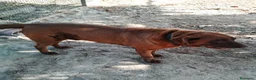 Labrador Retriever perros en venta: Labrador retriever  en Sevilla - Anuncio 3