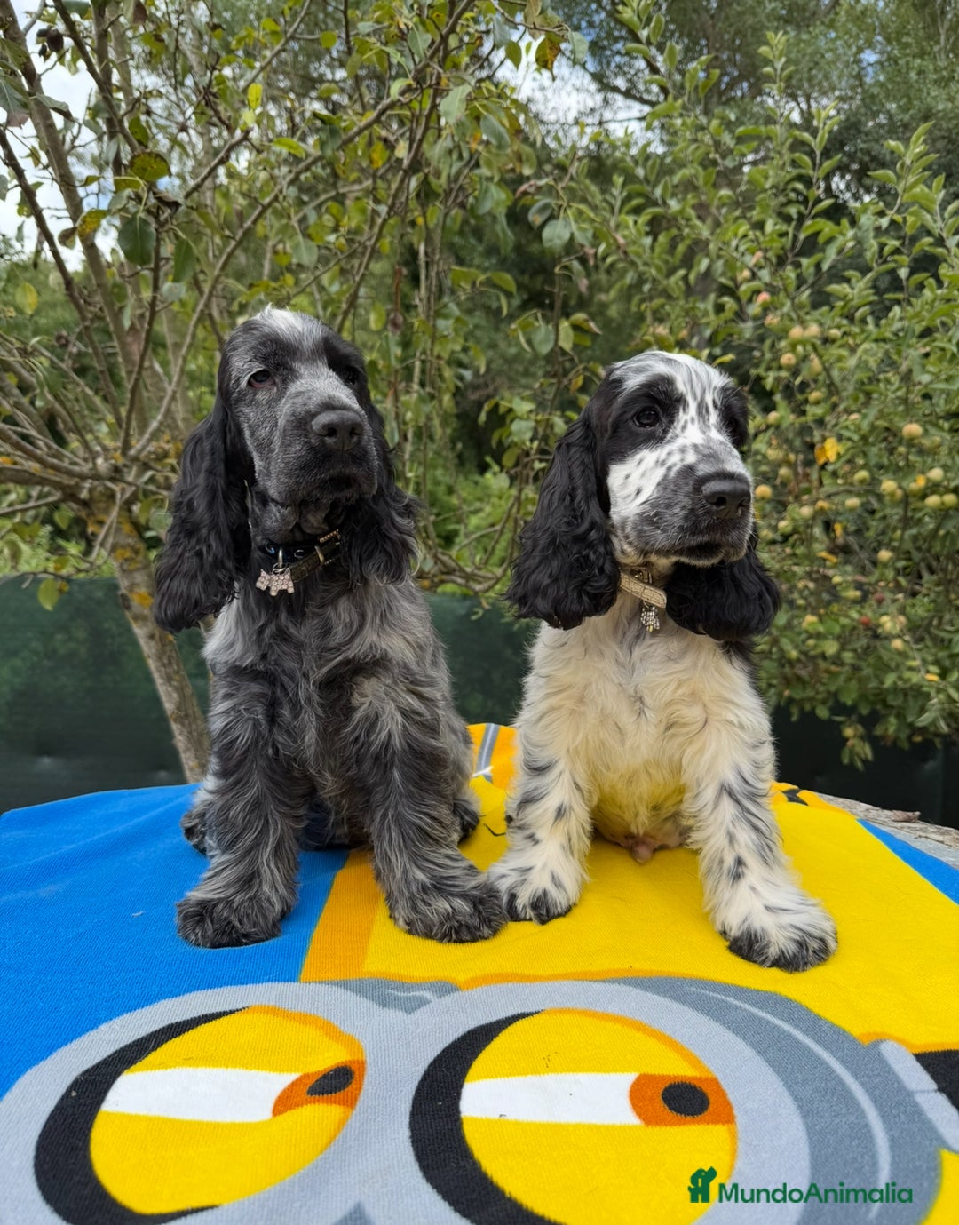 Cocker Spaniel Inglés perros en venta: Excelentes cachorros cocker spaniel ingles - Imagen 4
