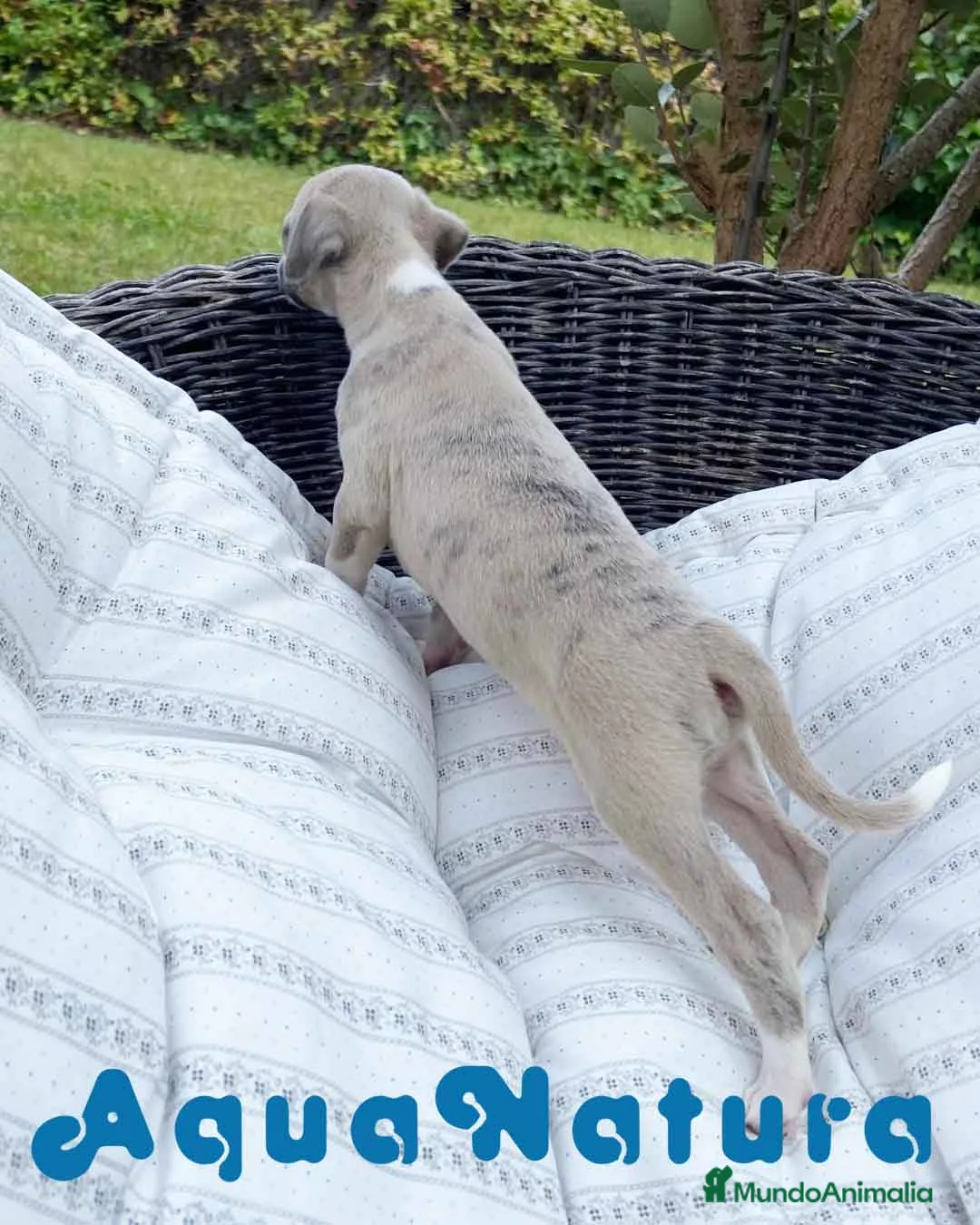 Pequeño Lebrel Italiano perros en venta:  Lebrel Italiano Macho 5891 - AQUANATURA en Barcelona - Anuncio 2