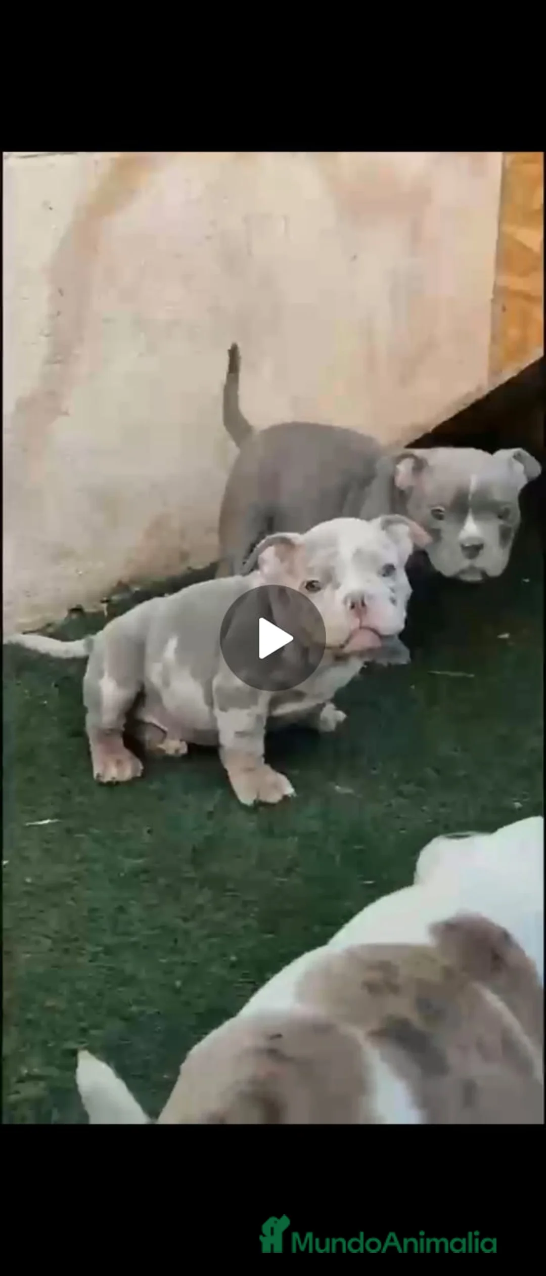 American Bully perros en venta: American Bully  - Anuncio 2