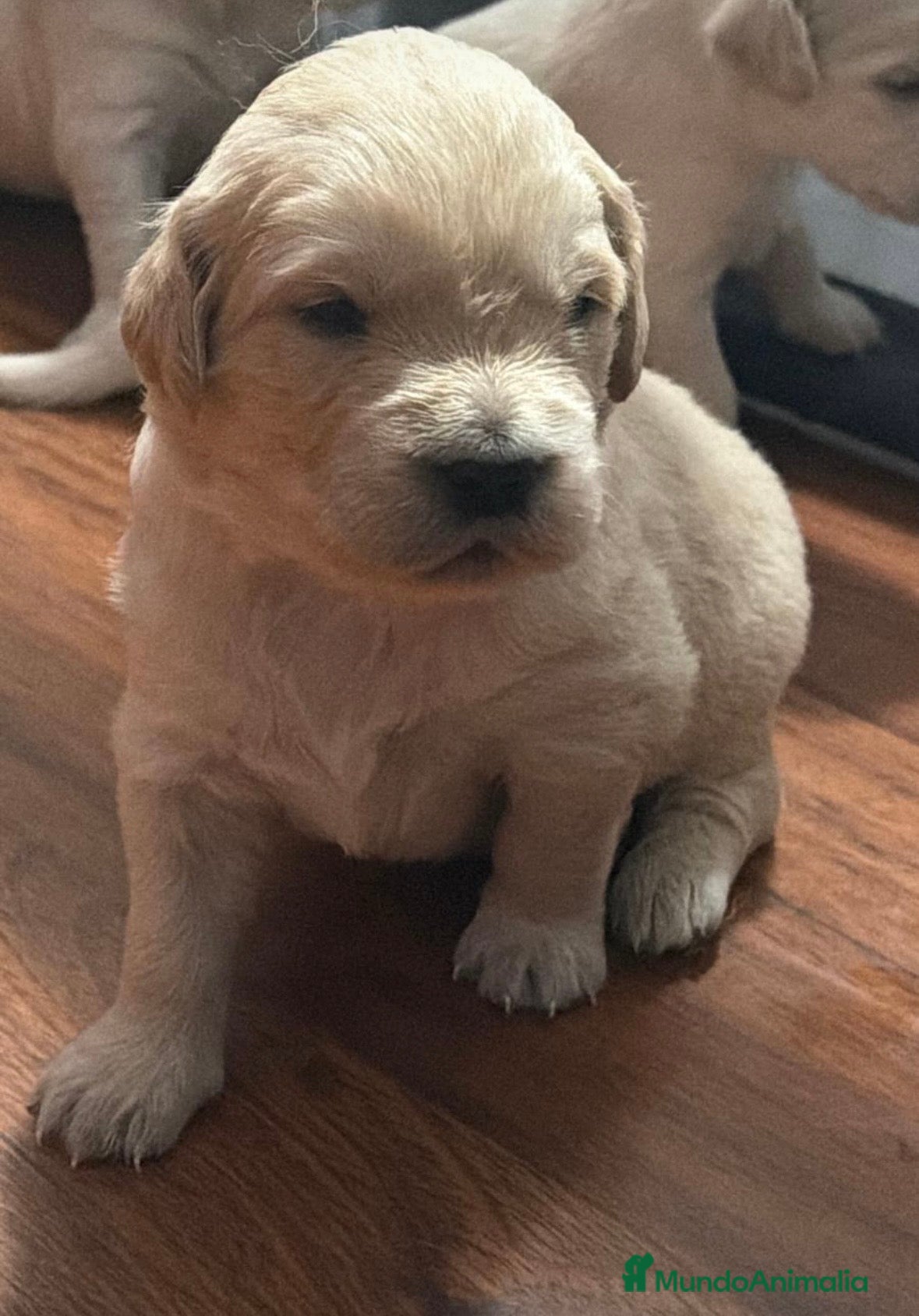 Golden Retriever perros Golden retriever disponibles 🐾 - Anuncio 1