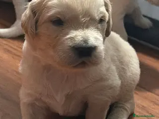 Golden Retriever perros Golden retriever disponibles 🐾 - Anuncio 1