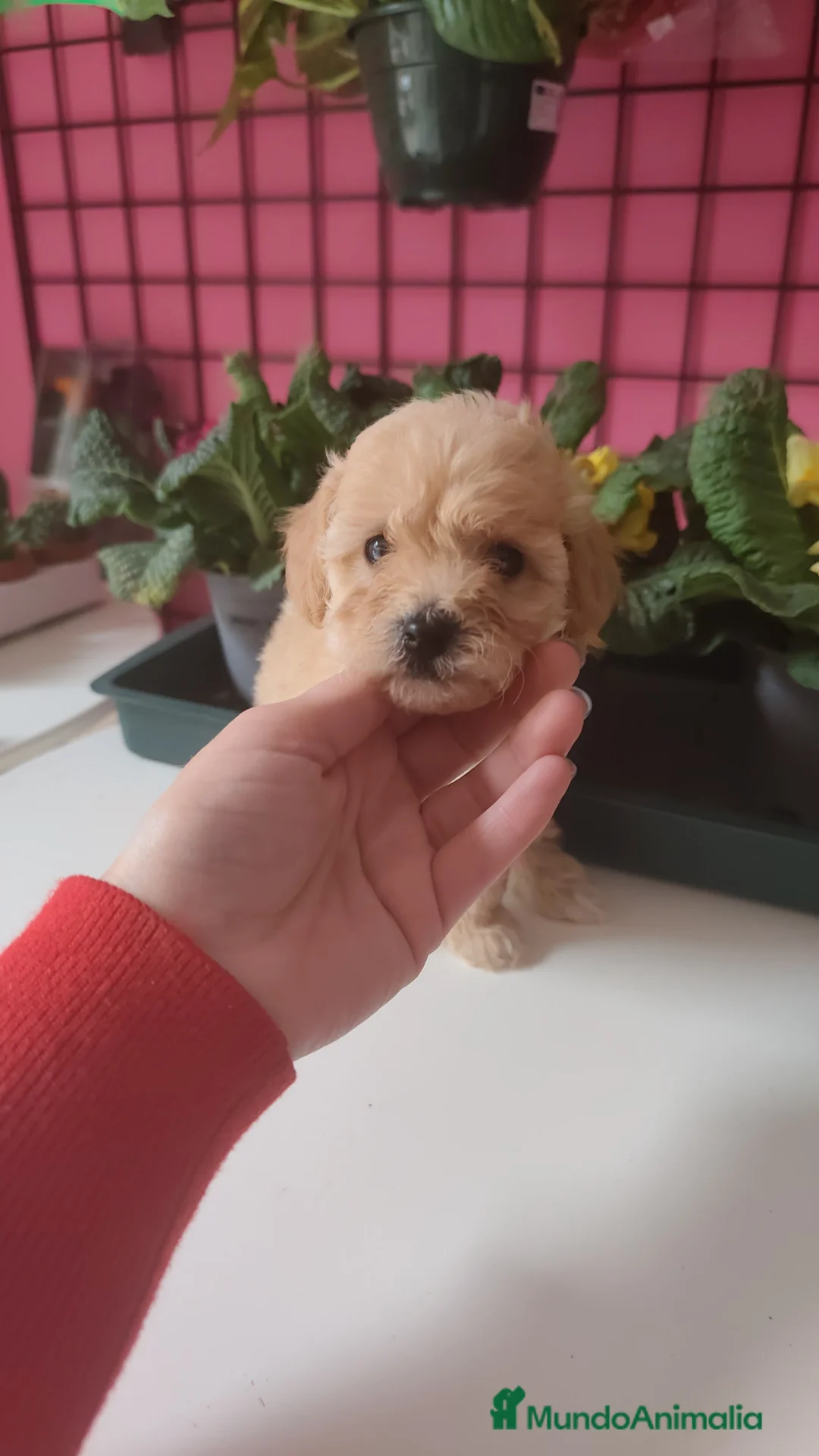 Caniche Toy perros en venta: Espectaculares caniche toy en Madrid - Anuncio 2