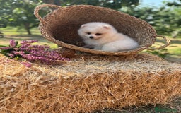 Pomerania perros en venta: Pomerania blanco /crema disponible  - Imagen 2