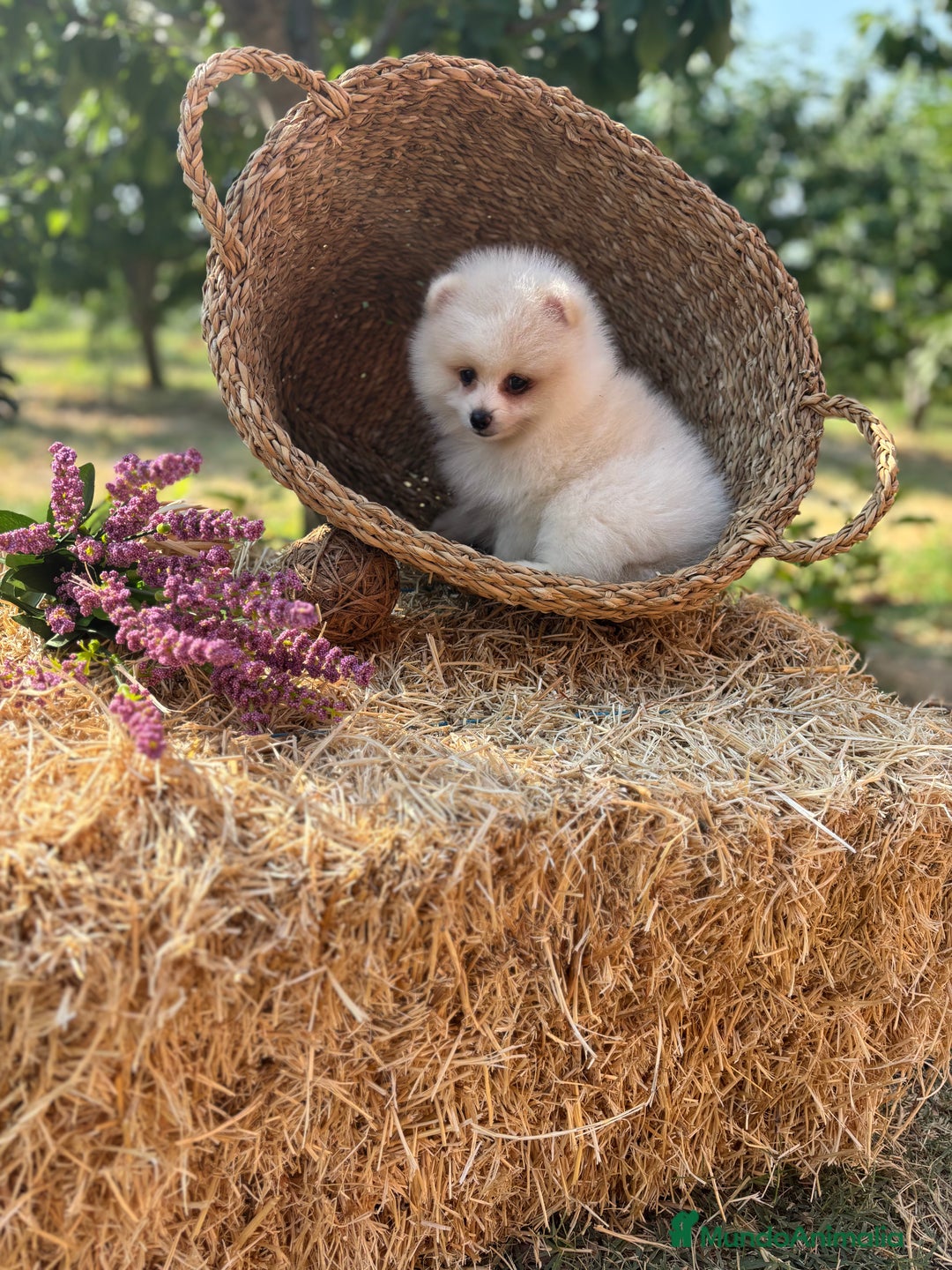 Pomerania perros en venta: Pomerania blanco /crema disponible  - Imagen 2