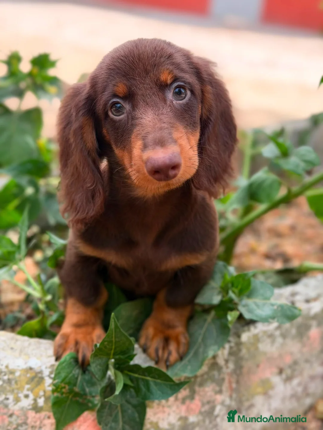 Teckel Miniatura perros en venta: TECKEL PELO LARGO CHOCOLATE  - Anuncio 1