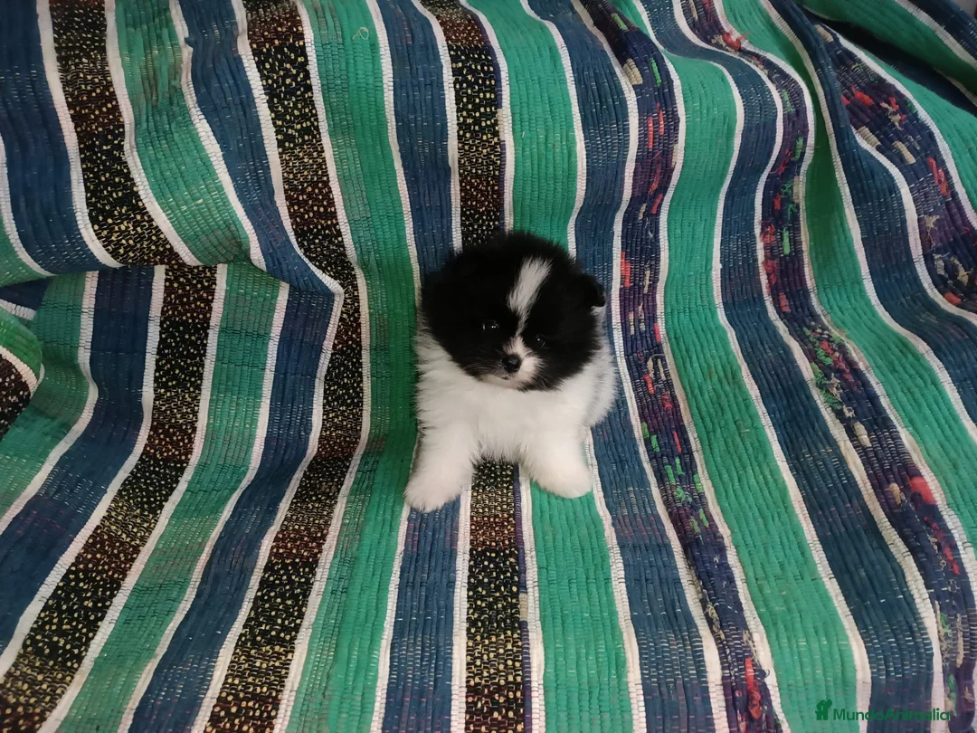 Pomerania perros en venta: MACHITO PRECIOSO POMERANIA - Anuncio 1