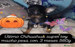 Chihuahua perros en venta: Último Chihuahua super toy  - Imagen 1