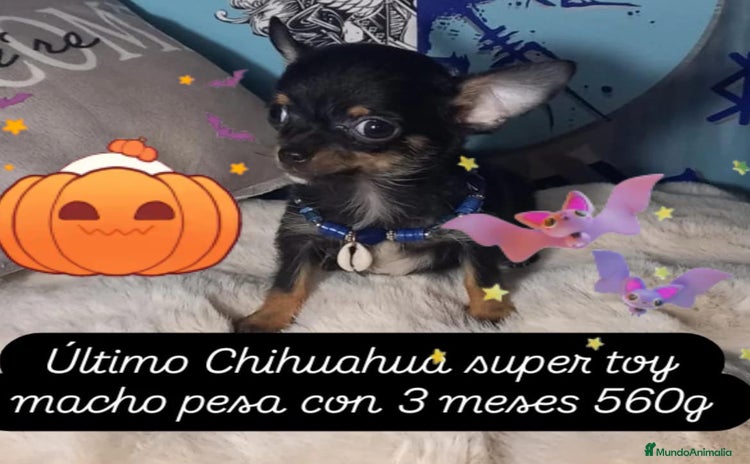 Chihuahua perros - Anuncio 2