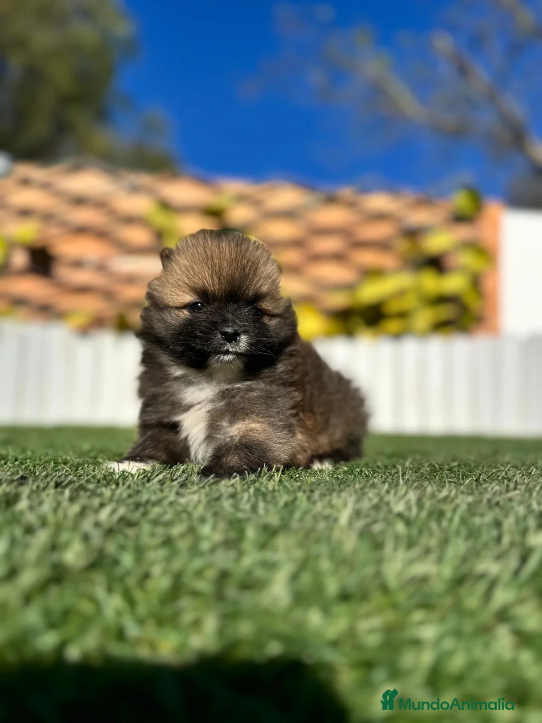 Pomerania perros en venta: POMERANIA MACHO - Anuncio 2