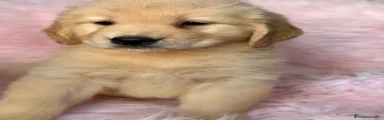 Golden Retriever 6