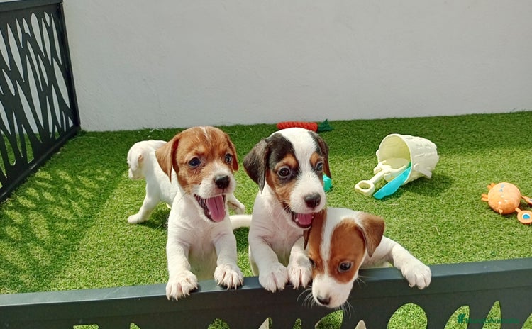 Jack Russell Terrier perros - Anuncio 2