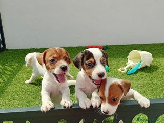 Jack Russell Terrier perros - Anuncio 5