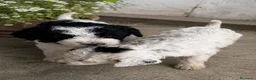 Perro de Agua Español perros en venta: Perros de agua bicolor en Madrid - Anuncio 3