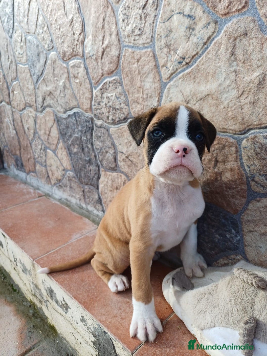 Boxer perros en venta: Bóxer  - Anuncio 3