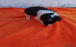 Border Collie perros en venta: Border collie  - Imagen 3