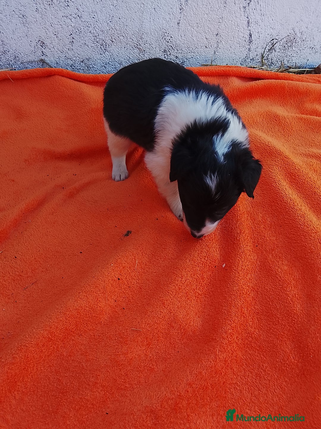 Border Collie perros en venta: Border collie  - Imagen 3