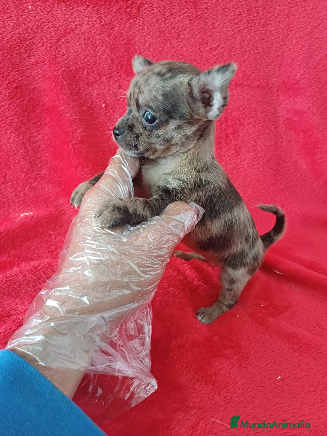 Chihuahua perros en venta: Chihuahua Arlequin  - Anuncio 2