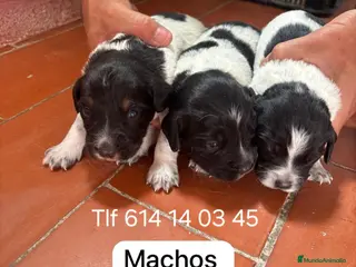 Épagneul Breton perros Camada de Spaniel Bretón - Anuncio 1