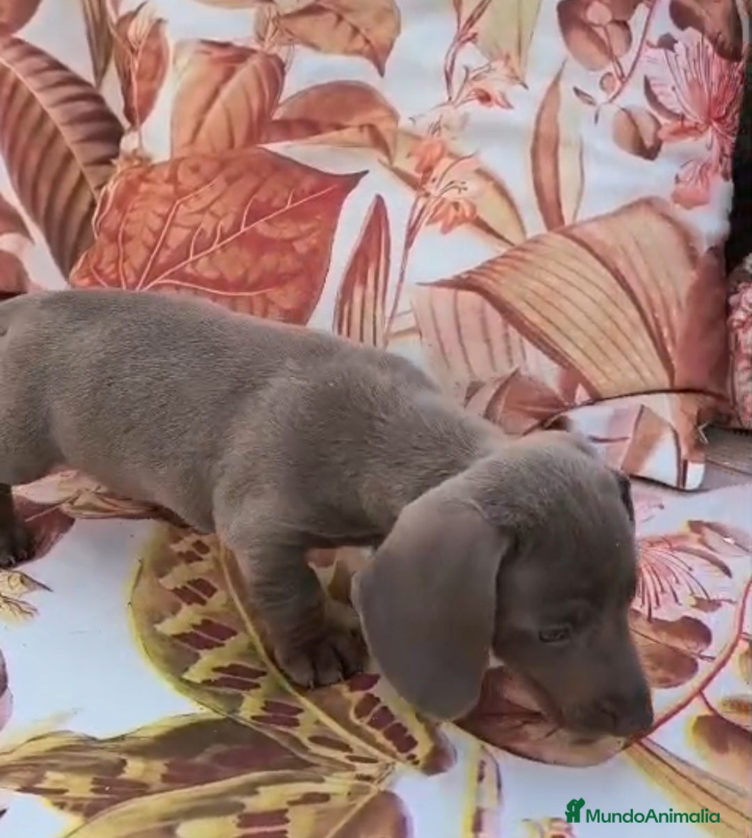 Teckel perros Teckel MINI - Anuncio 6