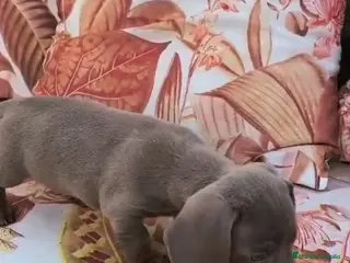 Teckel perros Teckel MINI - Anuncio 7