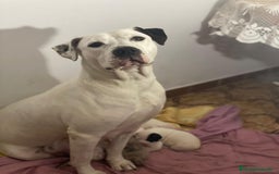American Staffordshire-Terrier perros en venta: American Stanford  - Imagen 8