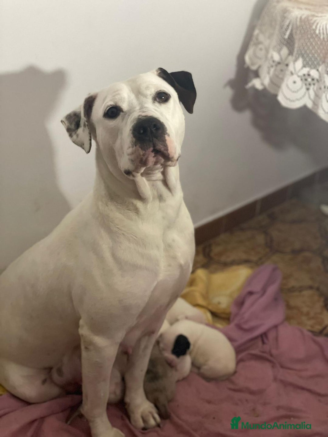 American Staffordshire-Terrier perros en venta: American Stanford  - Imagen 8