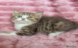 Británico de Pelo Corto gatos en venta: Precioso machito bicolor chocolate  - Imagen 3