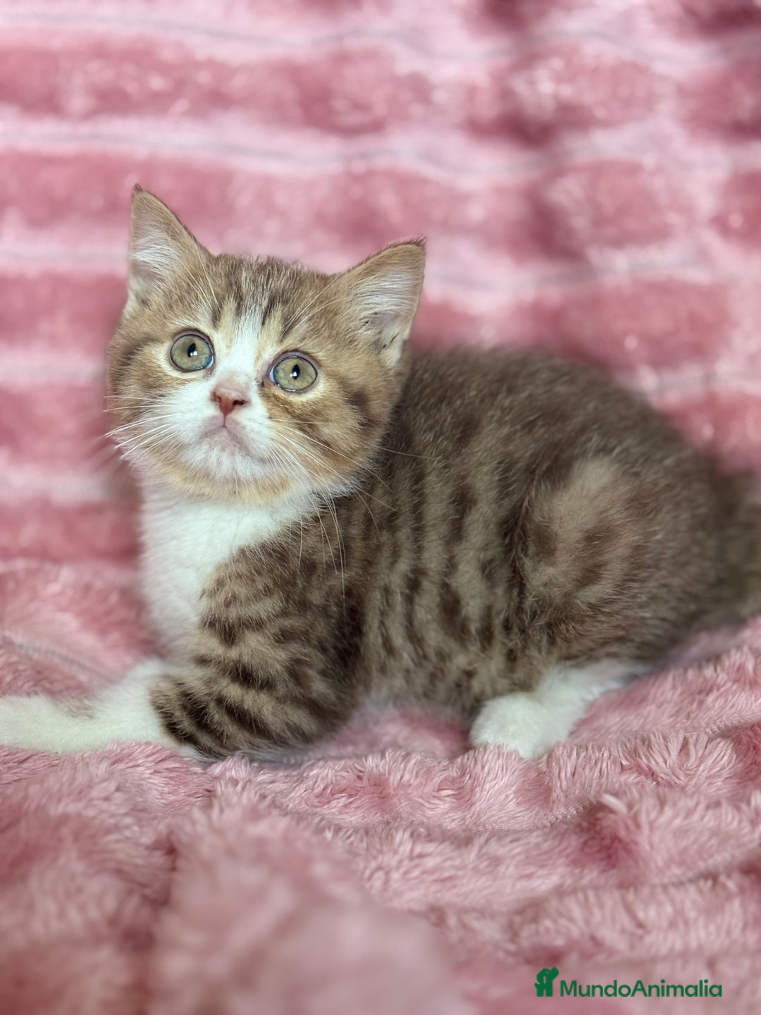 Británico de Pelo Corto gatos en venta: Precioso machito bicolor chocolate  - Imagen 3